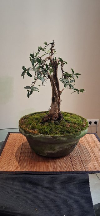 bonsai Olivo +20 años nº 11