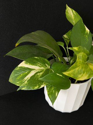 Epipremnum Aureum Golden