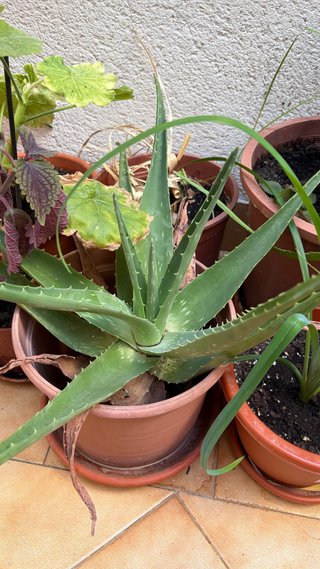 Planta de Aloe Vera en Maceta