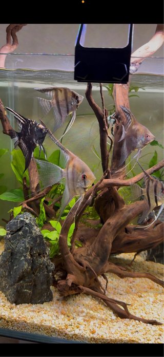 Acuario 200L+mueble