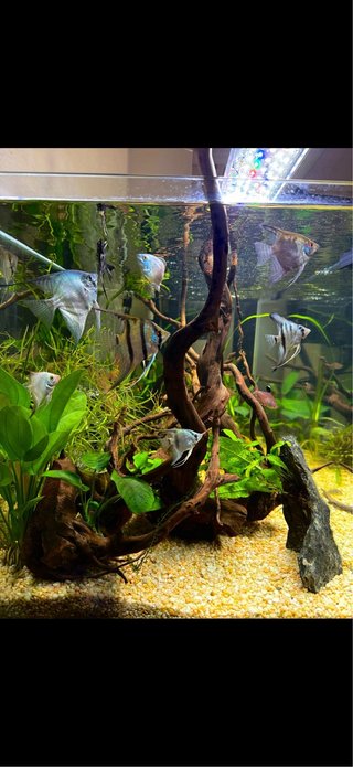 Acuario 200L+mueble