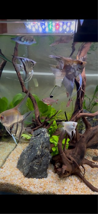Acuario 200L+mueble