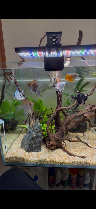 Acuario 200L+mueble