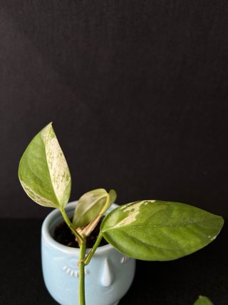 Epipremnum Pinnatum Marble
