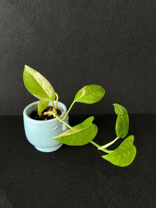 Epipremnum Pinnatum Marble