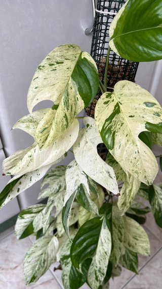 Epipremnum Pinnatum Marble
