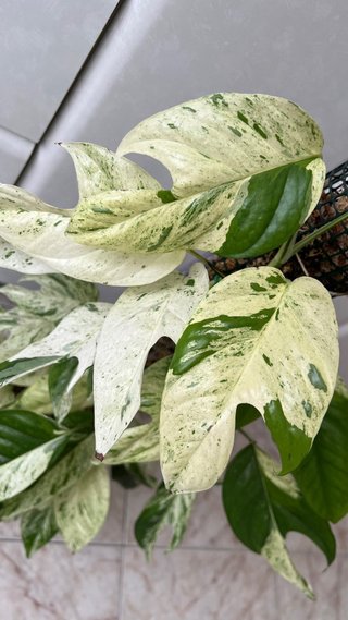 Epipremnum Pinnatum Marble