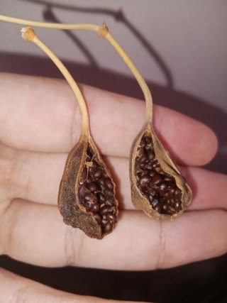 Semi di cappero secchi
