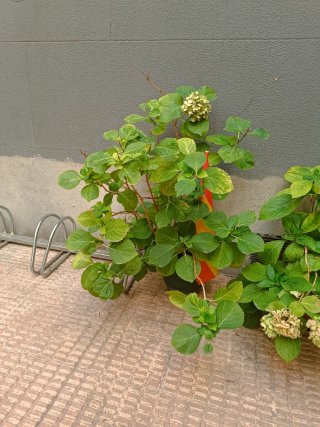 Hortensia en maceta