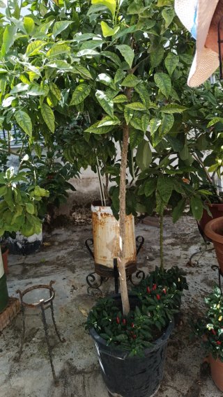 Árboles limoneros con limones