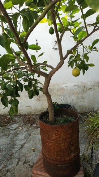 Árboles limoneros con limones