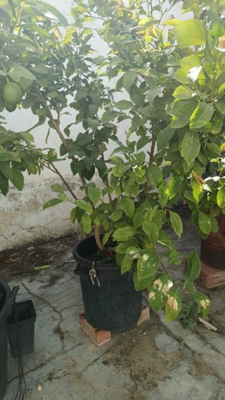Árboles limoneros con limones