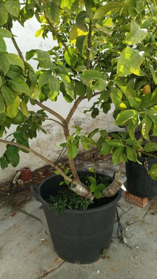 Árboles limoneros con limones