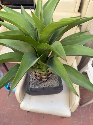 Planta artificial tipo agave