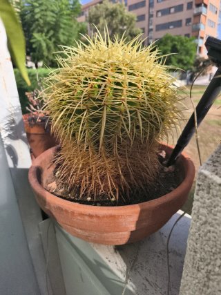 Cactus en maceta de barro