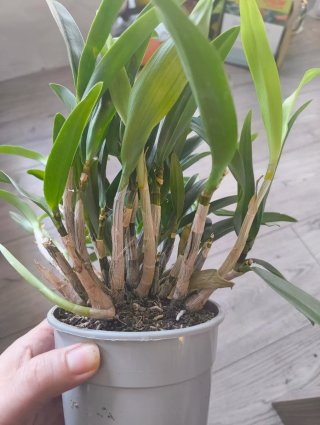 Orquídeas para monste