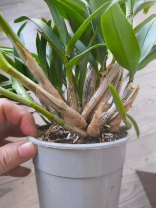 Orquídeas para monste