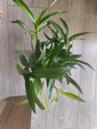 Orquídeas para monste