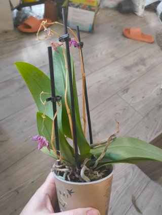 Orquídeas para monste