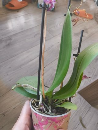 Orquídeas para monste