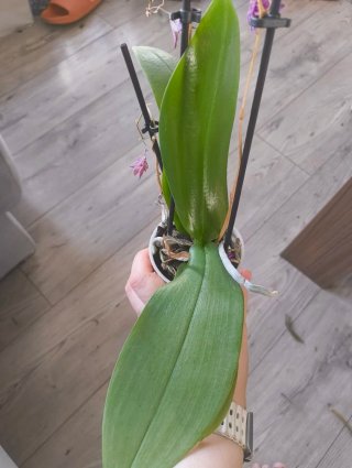 Orquídeas para monste
