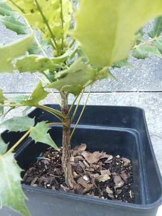 Planta Mahonia pequeña