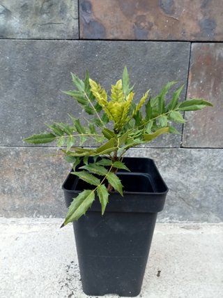 Planta Mahonia pequeña