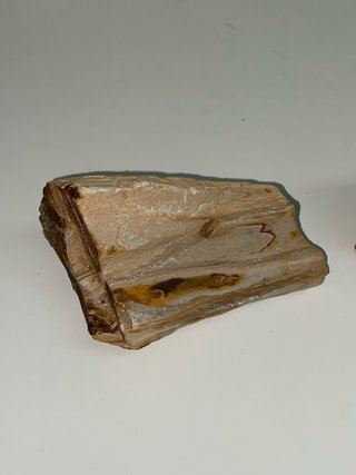 2 Piezas Madera Fosilizada Xilópalo