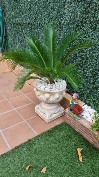 Palmera Cica Antigua en Maceta