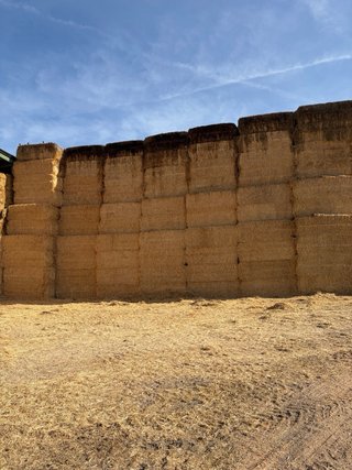 Paja cebada y trigo