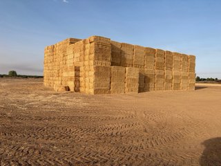 Paja cebada y trigo
