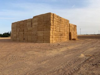 Paja cebada y trigo