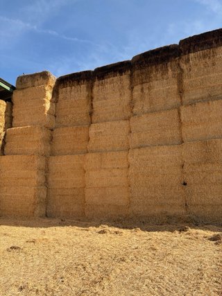Paja cebada y trigo