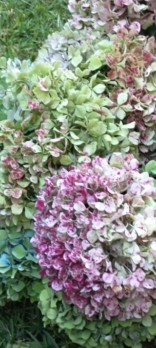 Ramos de Hortensias para Secar