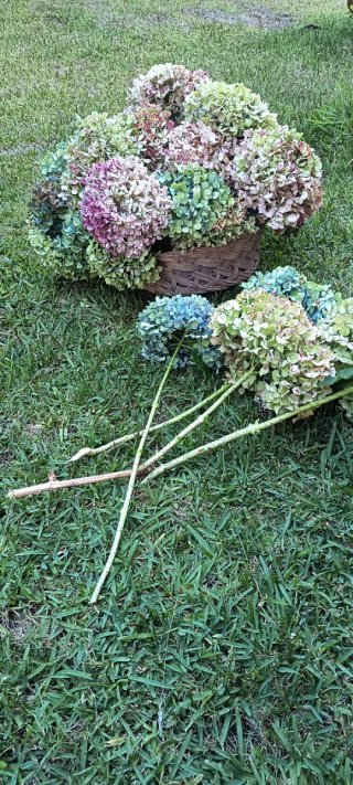 Ramos de Hortensias para Secar