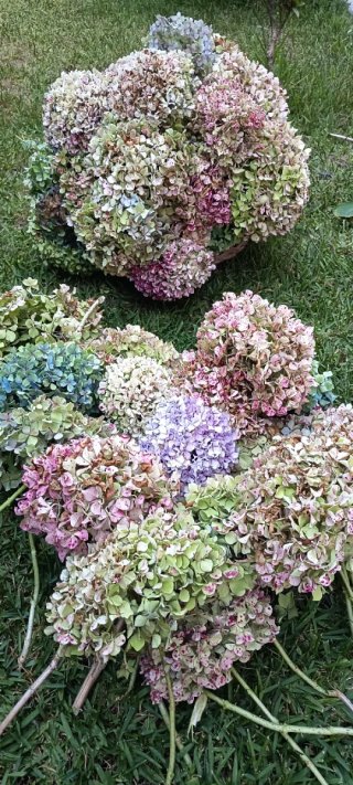 Ramos de Hortensias para Secar