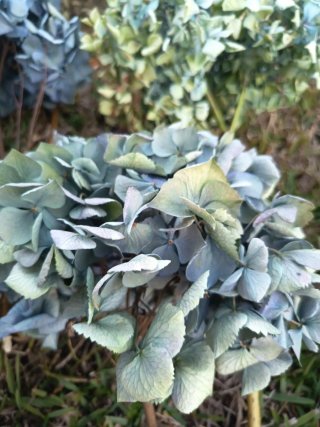 Ramos de Hortensias para Secar