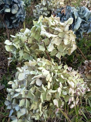 Ramos de Hortensias para Secar