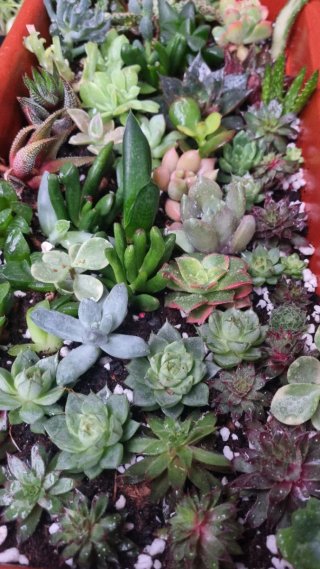20 Cactus y Suculentas Variadas