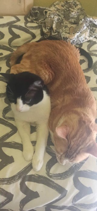 Cuidado de gatos a domicilio en València