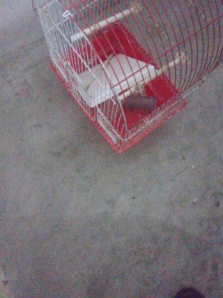 Jaula para pájaros