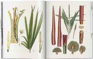 The Book of Palms. El libro de las Palmeras