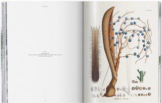 The Book of Palms. El libro de las Palmeras