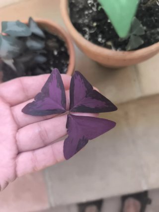 Oxalis 7