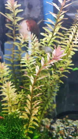 Lote de 10 Plantas de Acuario Variadas y Coloridas