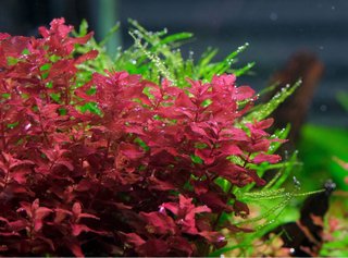 Lote de 12 Plantas de Acuario Variadas y coloridas