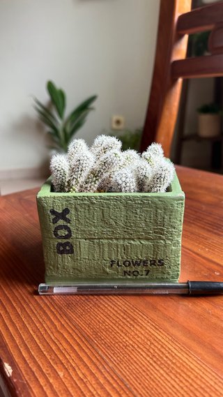 Cactus dedal copito de nieve