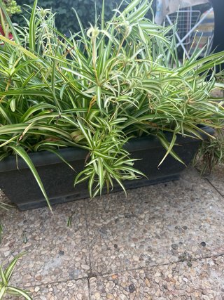 Macetero grande con plantas