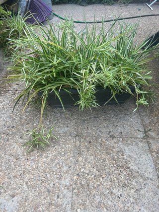 Macetero grande con plantas