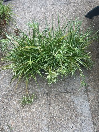 Macetero grande con plantas